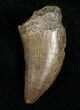 Large Inch Raptor Tooth - Montana #5671-1
